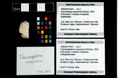 Foto (Objekt + Etikett) von Tuberosagalathea neojurensis (Patrulius, 1959)  (NHMW-GEO-1990-0041-4647)